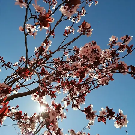 Alojamento de Turismo Rural Quinta De Baixo Vila Marim